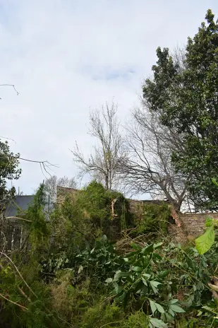 Poda y Reducción de Altura de 3 Árboles en Caseros - imagen 9
