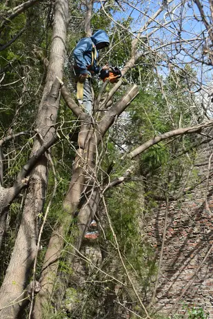 Poda y Reducción de Altura de 3 Árboles en Caseros - imagen 10