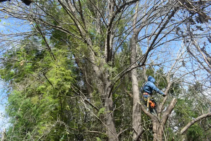 Poda y Reducción de Altura de 3 Árboles en Caseros - imagen 11