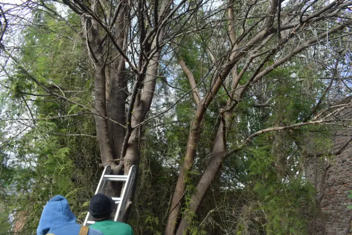 Poda y Reducción de Altura de 3 Árboles en Caseros - imagen 12