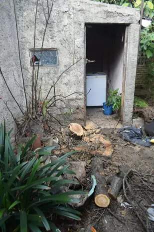 Poda y Reducción de Altura de 3 Árboles en Caseros - imagen 13