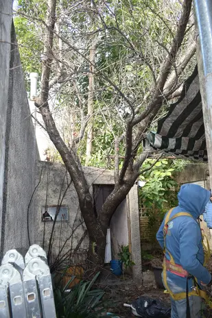Poda y Reducción de Altura de 3 Árboles en Caseros - imagen 14