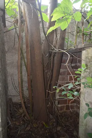 Poda y Reducción de Altura de 3 Árboles en Caseros - imagen 15