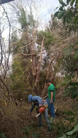 Poda y Reducción de Altura de 3 Árboles en Caseros