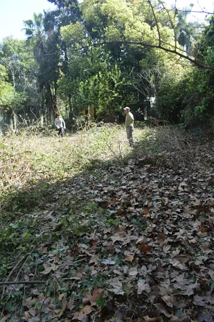 Desmalezado de un Terreno Abandonado en Belgrano: 600 m² Recuperados - imagen 1