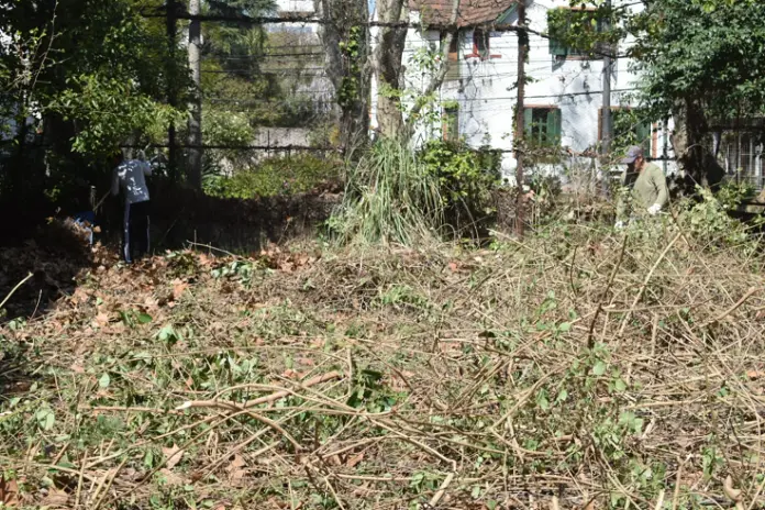 Desmalezado de un Terreno Abandonado en Belgrano: 600 m² Recuperados - imagen 9