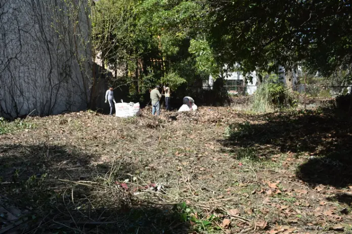 Desmalezado de un Terreno Abandonado en Belgrano: 600 m² Recuperados - imagen 11