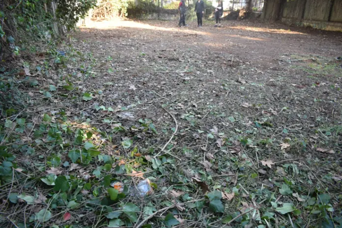 Desmalezado de un Terreno Abandonado en Belgrano: 600 m² Recuperados - imagen 13