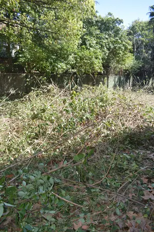 Desmalezado de un Terreno Abandonado en Belgrano: 600 m² Recuperados - imagen 14