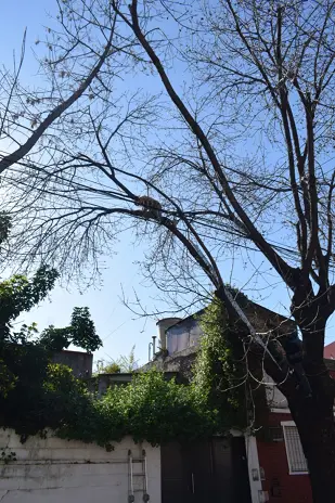 Poda de Árbol de Gran Tamaño en Villa Urquiza: Ramas Peligrosas Eliminadas - imagen 1