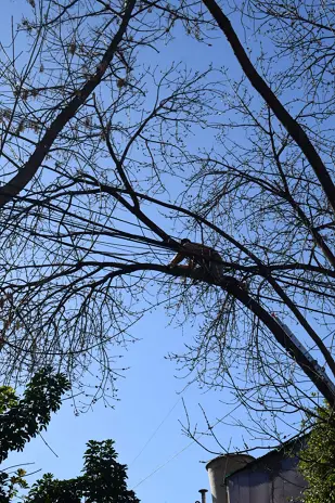 Poda de Árbol de Gran Tamaño en Villa Urquiza: Ramas Peligrosas Eliminadas - imagen 2