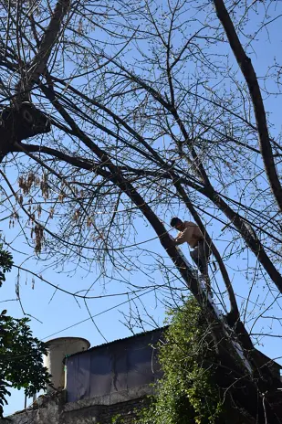 Poda de Árbol de Gran Tamaño en Villa Urquiza: Ramas Peligrosas Eliminadas - imagen 3
