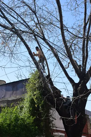 Poda de Árbol de Gran Tamaño en Villa Urquiza: Ramas Peligrosas Eliminadas - imagen 7
