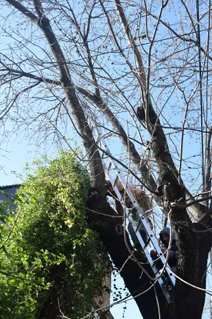 Poda de Árbol de Gran Tamaño en Villa Urquiza: Ramas Peligrosas Eliminadas - imagen 8