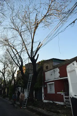 Poda de Árbol de Gran Tamaño en Villa Urquiza: Ramas Peligrosas Eliminadas - imagen 10