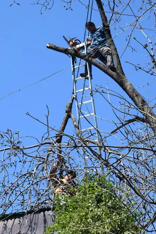 Poda de Árbol de Gran Tamaño en Villa Urquiza: Ramas Peligrosas Eliminadas - imagen 12
