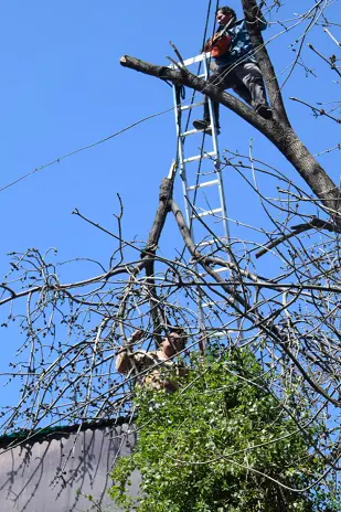 Poda de Árbol de Gran Tamaño en Villa Urquiza: Ramas Peligrosas Eliminadas - imagen 13