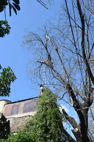 Poda de Árbol de Gran Tamaño en Villa Urquiza: Ramas Peligrosas Eliminadas - imagen 14