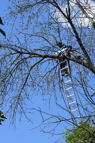 Poda de Árbol de Gran Tamaño en Villa Urquiza: Ramas Peligrosas Eliminadas - imagen 15