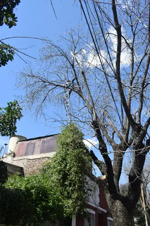 Poda de Árbol de Gran Tamaño en Villa Urquiza: Ramas Peligrosas Eliminadas - imagen 16