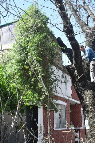 Poda de Árbol de Gran Tamaño en Villa Urquiza: Ramas Peligrosas Eliminadas - imagen 17