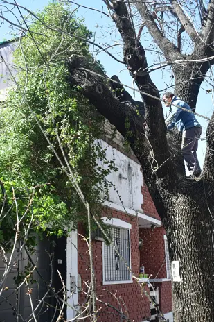 Poda de Árbol de Gran Tamaño en Villa Urquiza: Ramas Peligrosas Eliminadas - imagen 18