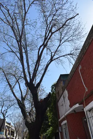 Poda de Árbol de Gran Tamaño en Villa Urquiza: Ramas Peligrosas Eliminadas - imagen 19