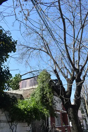 Poda de Árbol de Gran Tamaño en Villa Urquiza: Ramas Peligrosas Eliminadas - imagen 20