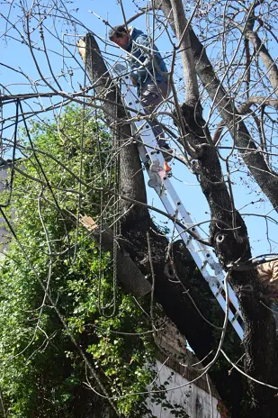 Poda de Árbol de Gran Tamaño en Villa Urquiza: Ramas Peligrosas Eliminadas - imagen 21