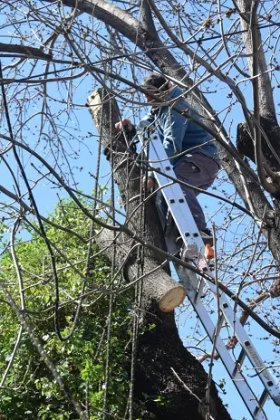 Poda de Árbol de Gran Tamaño en Villa Urquiza: Ramas Peligrosas Eliminadas - imagen 22
