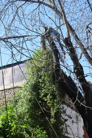 Poda de Árbol de Gran Tamaño en Villa Urquiza: Ramas Peligrosas Eliminadas - imagen 23