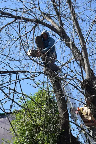 Poda de Árbol de Gran Tamaño en Villa Urquiza: Ramas Peligrosas Eliminadas - imagen 24