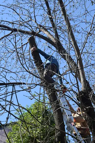 Poda de Árbol de Gran Tamaño en Villa Urquiza: Ramas Peligrosas Eliminadas - imagen 25
