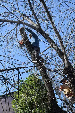 Poda de Árbol de Gran Tamaño en Villa Urquiza: Ramas Peligrosas Eliminadas - imagen 26