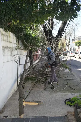 Poda de Árbol de Gran Tamaño en Villa Urquiza: Ramas Peligrosas Eliminadas - imagen 27