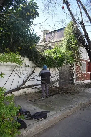 Poda de Árbol de Gran Tamaño en Villa Urquiza: Ramas Peligrosas Eliminadas - imagen 28