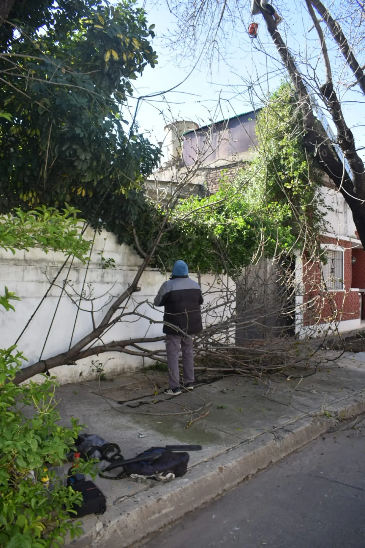 Poda de Árbol de Gran Tamaño en Villa Urquiza: Ramas Peligrosas Eliminadas