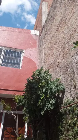 Poda de Enredaderas en Boulogne: Jardinería Profesional de Principio a Fin