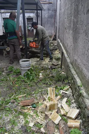 Corte de 3 Moreras Mal Ubicadas en Ballester, San Martín - imagen 3