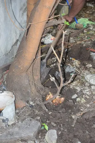 Corte de 3 Moreras Mal Ubicadas en Ballester, San Martín - imagen 16