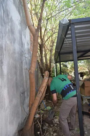 Corte de 3 Moreras Mal Ubicadas en Ballester, San Martín - imagen 17
