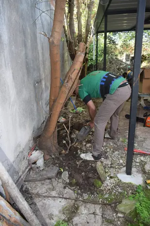 Corte de 3 Moreras Mal Ubicadas en Ballester, San Martín - imagen 18