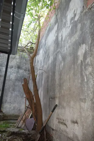 Corte de 3 Moreras Mal Ubicadas en Ballester, San Martín - imagen 19
