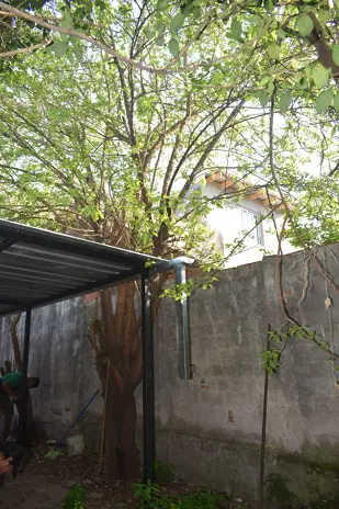 Corte de 3 Moreras Mal Ubicadas en Ballester, San Martín - imagen 20