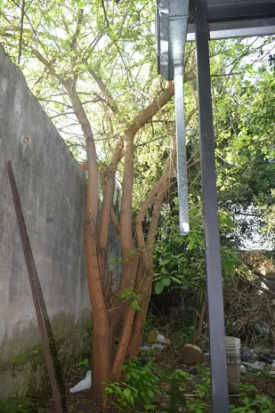 Corte de 3 Moreras Mal Ubicadas en Ballester, San Martín