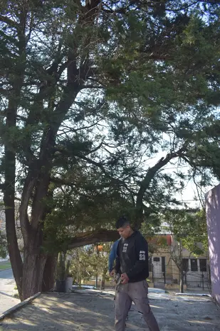 Poda de Árbol de Primera Magnitud en Boulogne, San Isidro