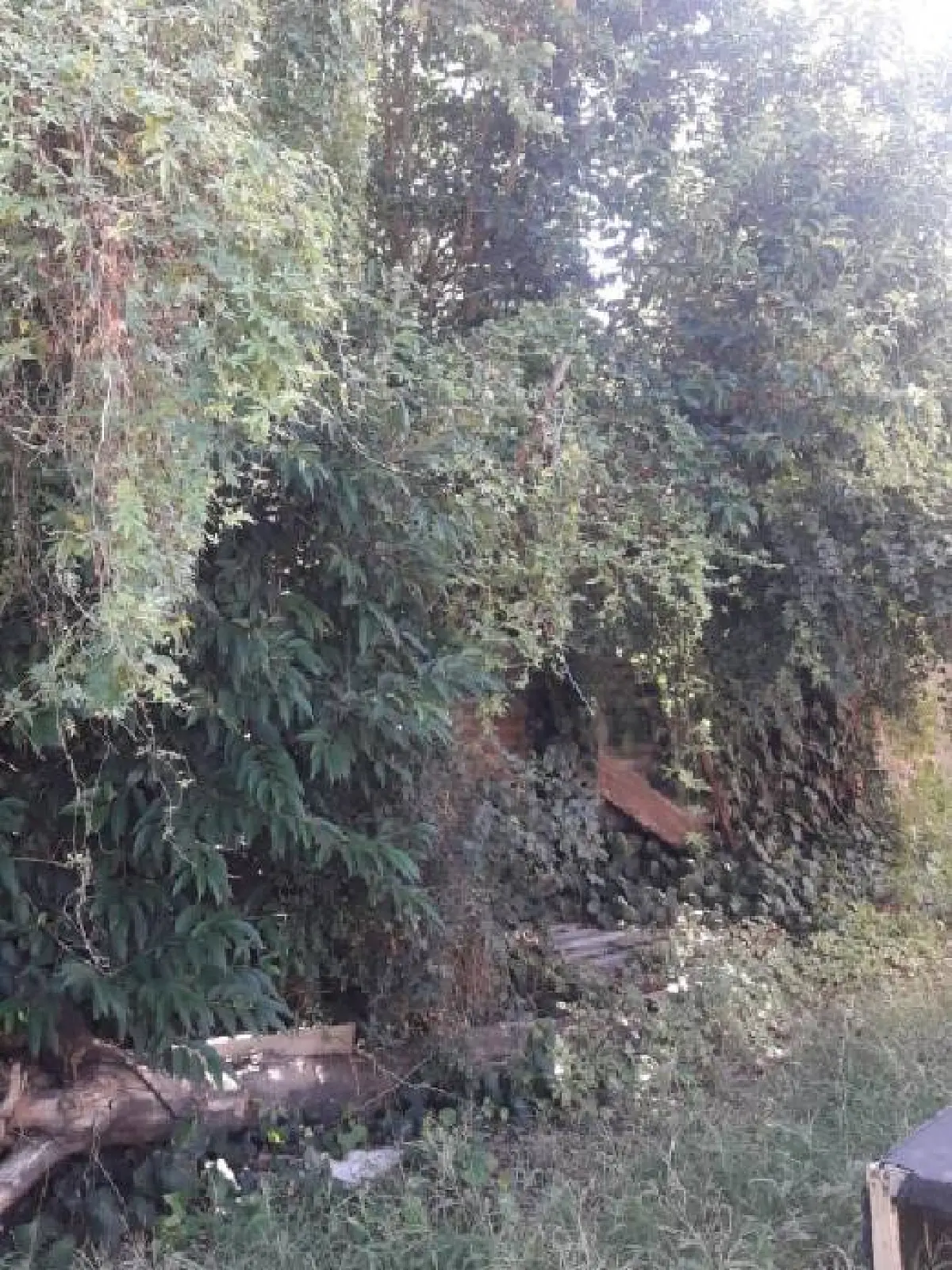 Poda y Corte de Cerco en Villa Ballester