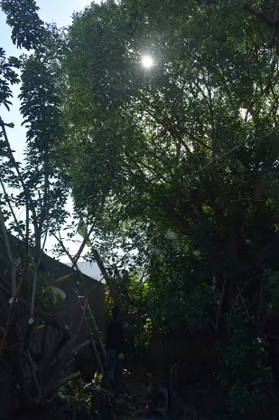Retiro de Escombros y Nivelación de Terreno en Rincón de Milberg, Tigre - imagen 25