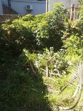 Limpieza de Jardín y Desmalezado en Saavedra - imagen 1