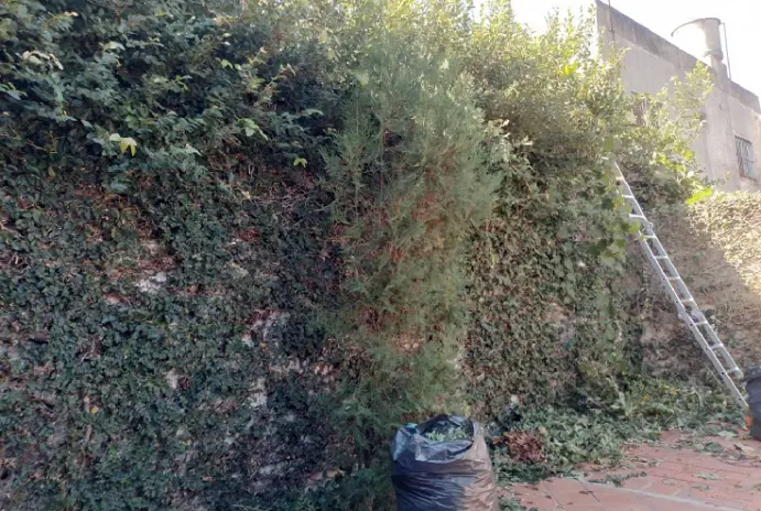 Poda y Corte de Cerco en Villa Ballester - imagen 1